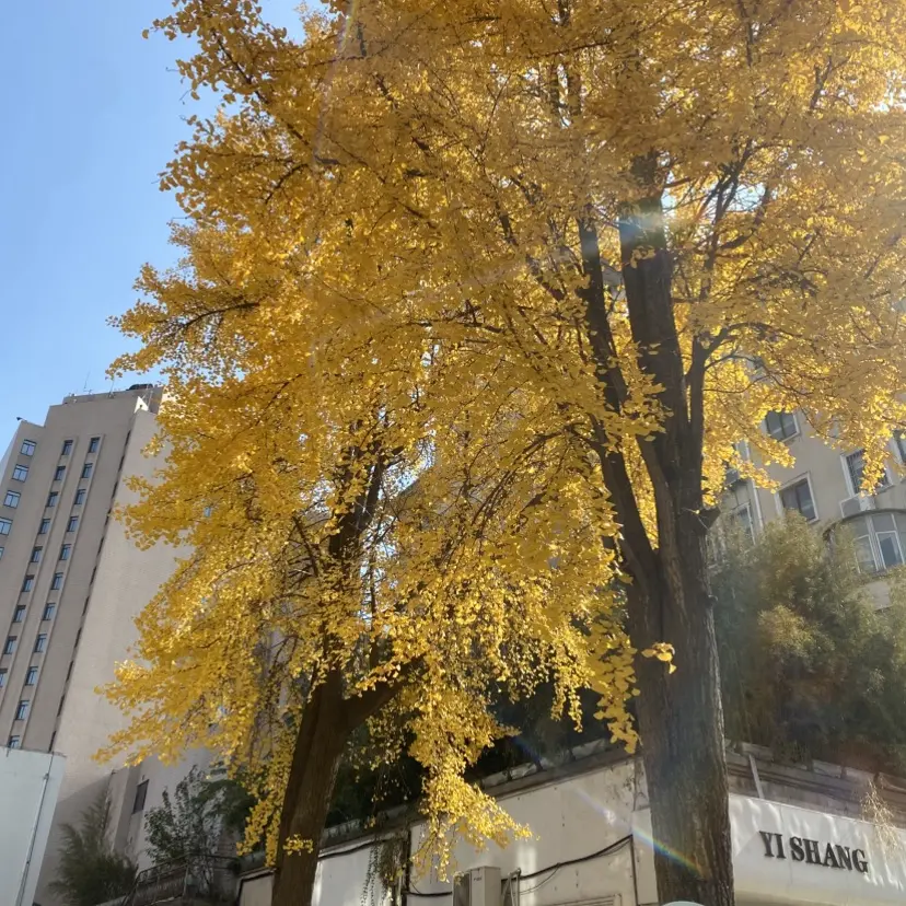 《女人与狗》HD高清完整版在线观看-俄罗斯电影女人与狗无删减播放-欧美剧情片1080P无广告流畅观看