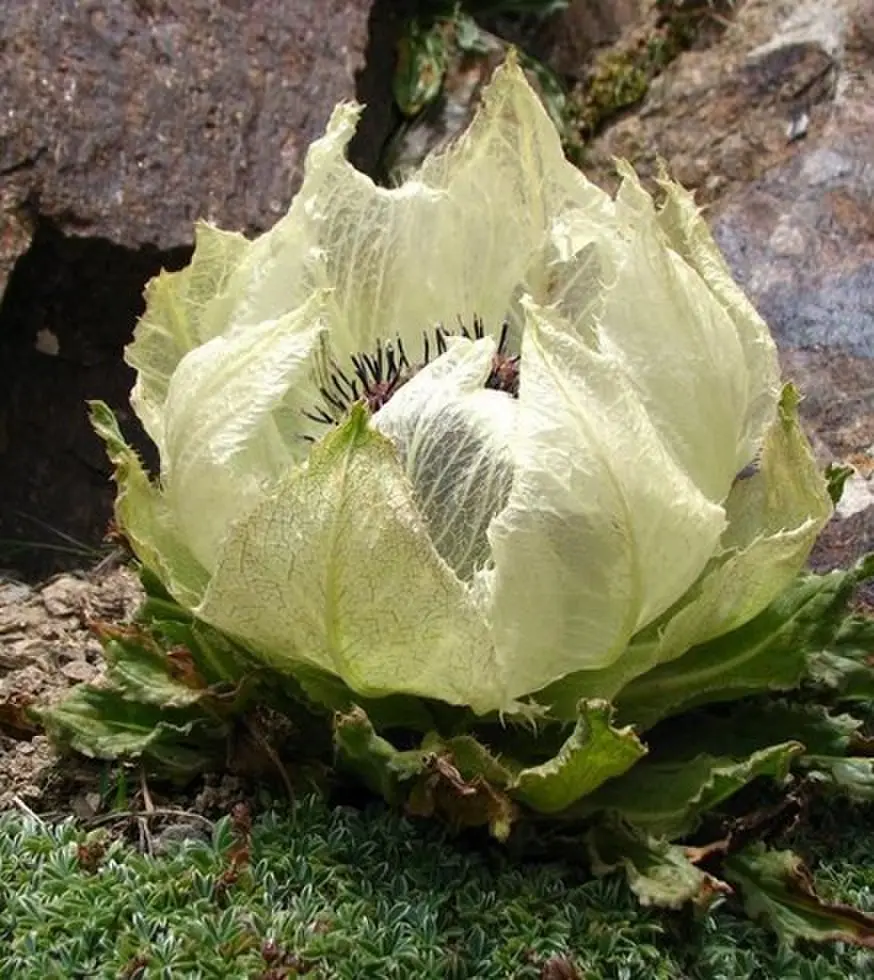《The Tease/捉弄》相关资源图片